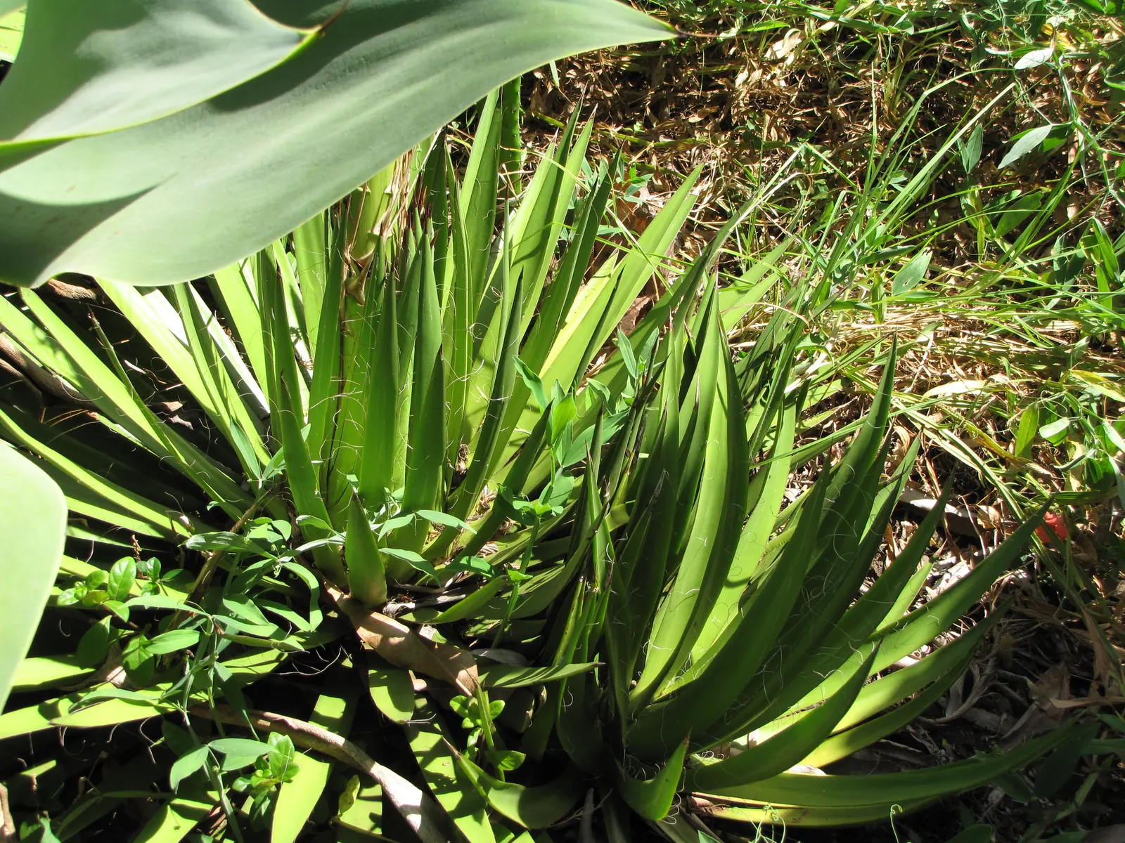 Fiber Thread Agave, Thread-Leaf Aga (Agave Filifera) — it's ideal for xeriscaping and adds a striking textural element to rock gardens and desert, image 38
