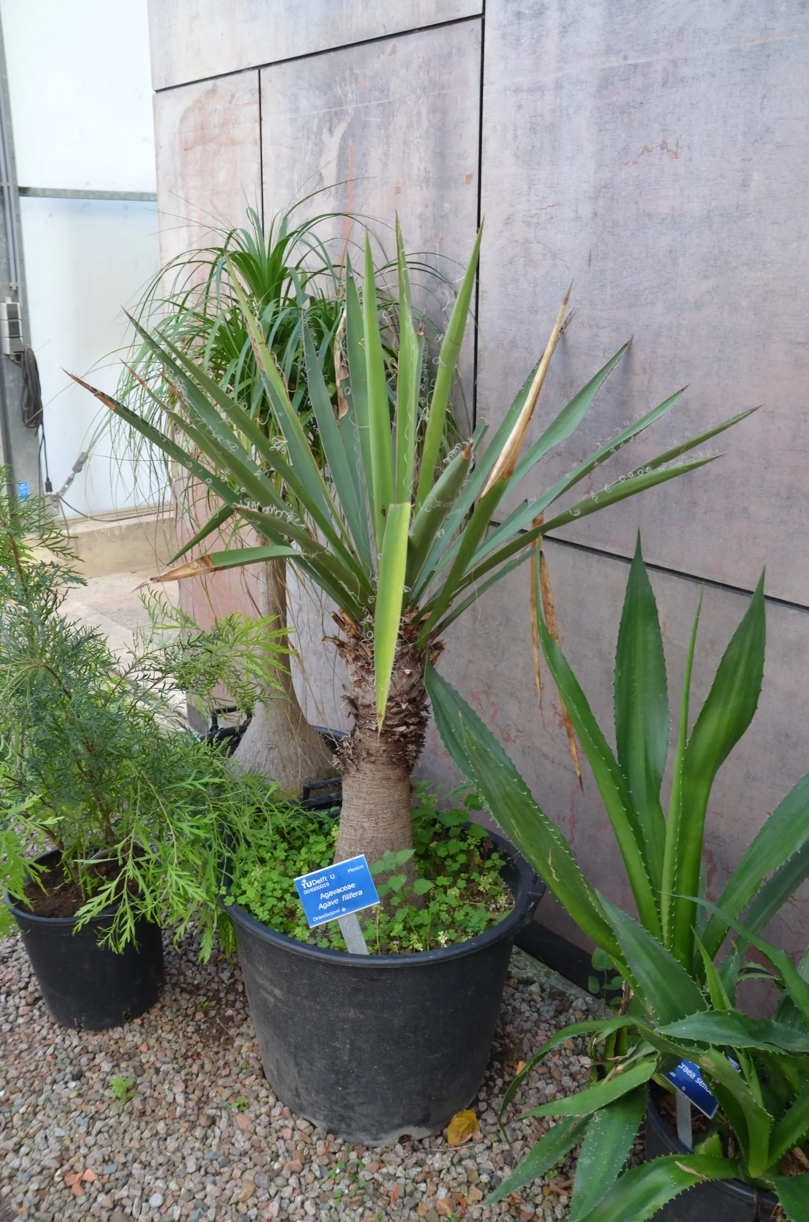 Fiber Thread Agave, Thread-Leaf Aga (Agave Filifera) — it's ideal for xeriscaping and adds a striking textural element to rock gardens and desert landscapes