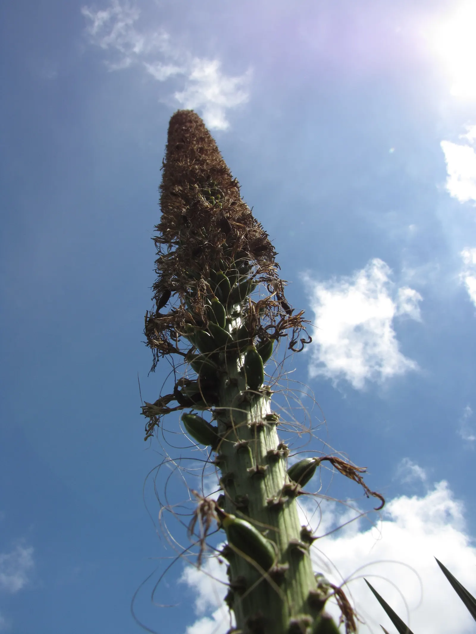 Fiber Thread Agave, Thread-Leaf Aga (Agave Filifera) — It thrives best in USDA hardiness zones 9 through 11; typical of many succulents when