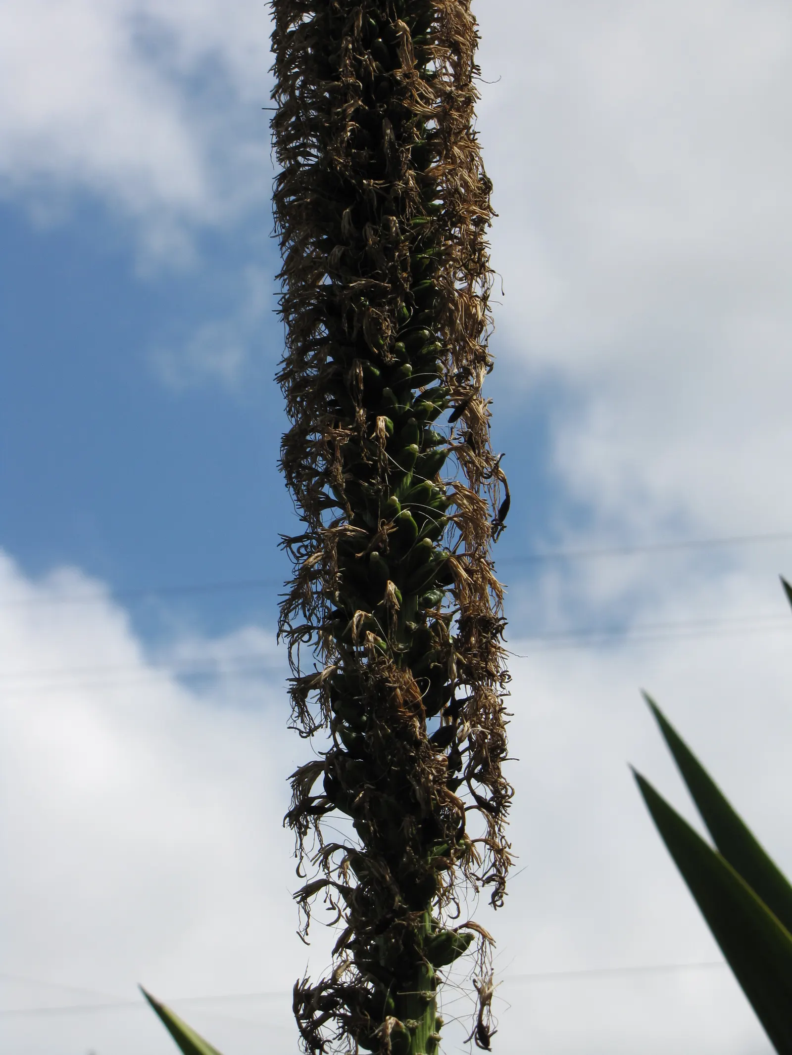 Fiber Thread Agave, Thread-Leaf Aga (Agave Filifera) — dramatic flower stalk reaching heights of up to 12 feet; consider it as a focal point in rock gardens