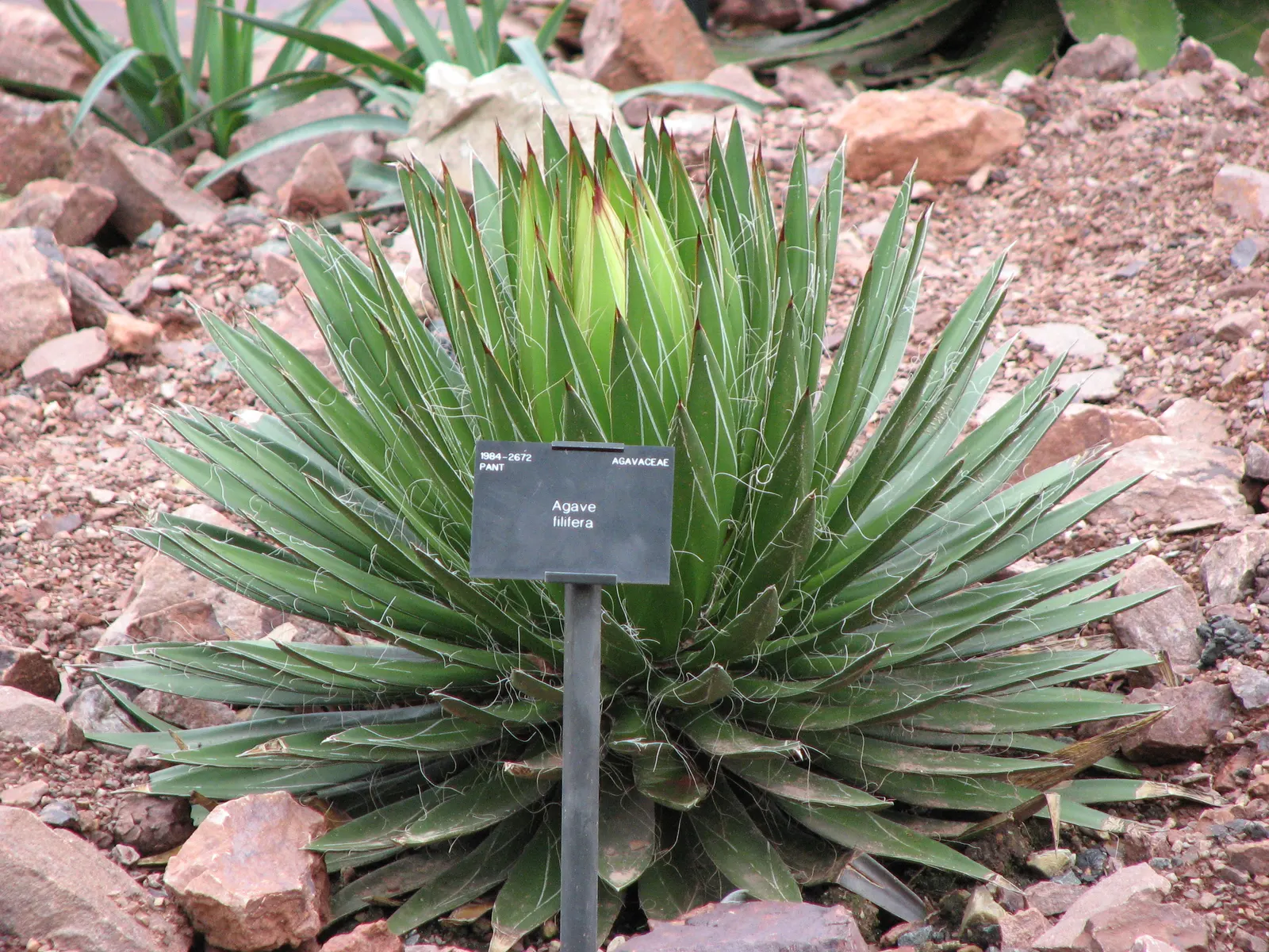 Fiber Thread Agave, Thread-Leaf Aga (Agave Filifera) — with its spiny tips and fibrous edges