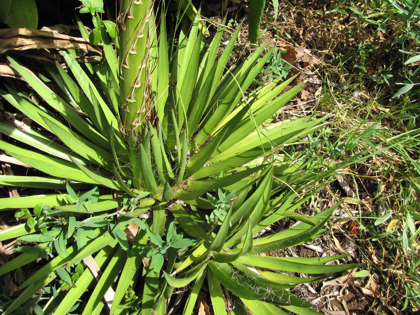 Fiber Thread Agave, Thread-Leaf Aga (Agave Filifera) — Perfect for adding an exotic touch to your landscape design; fibrous appearance.<br><br>The Fiber Thread