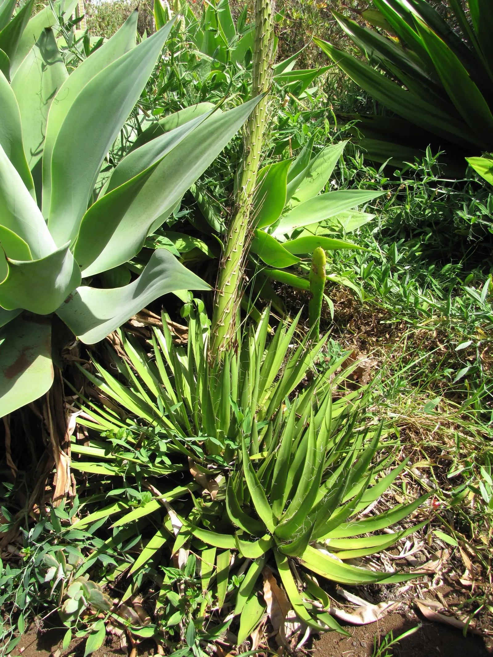 Fiber Thread Agave, Thread-Leaf Aga (Agave Filifera) — with a characteristic array of white filaments along their margins creating a unique; placement should