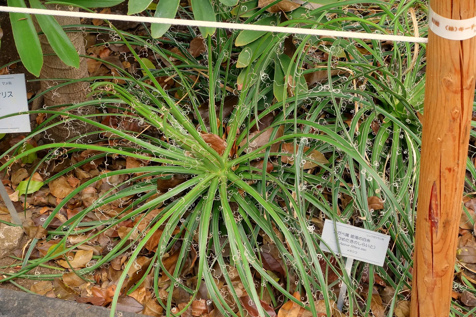 Fiber Thread Agave, Thread-Leaf Aga (Agave Filifera) — this agave may eventually produce a tall
