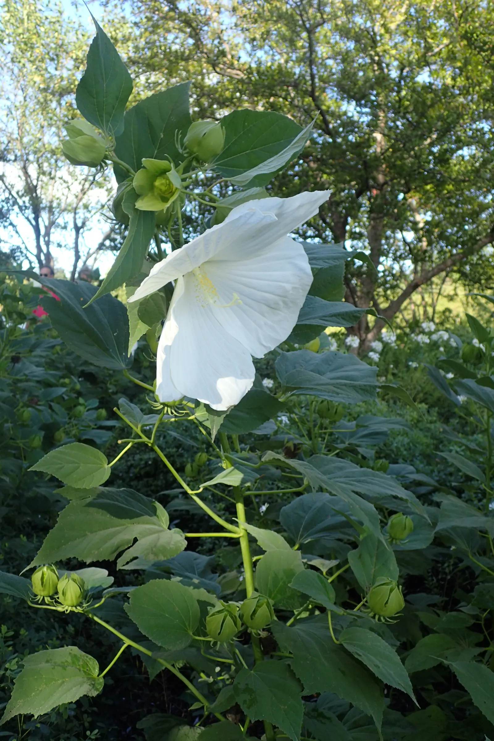 Blue Hibiscus (Alyogyne Huegelii) — reinforcing its drought-tolerant qualities.<br><br>Foliage; making it ideal for water-wise gardens and adding, image 63