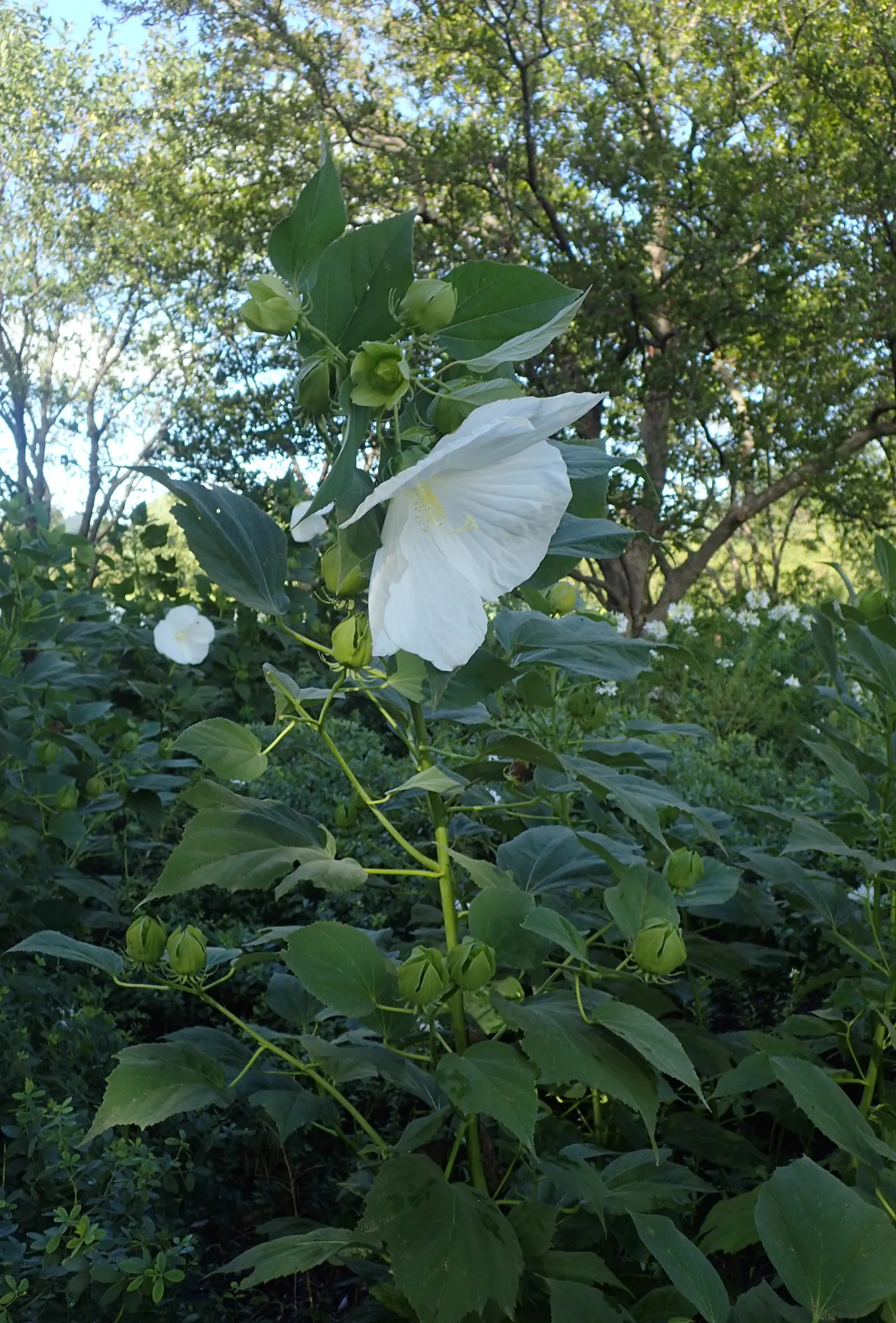 Blue Hibiscus (Alyogyne Huegelii) — shrub with blue and lavender and pink blooms