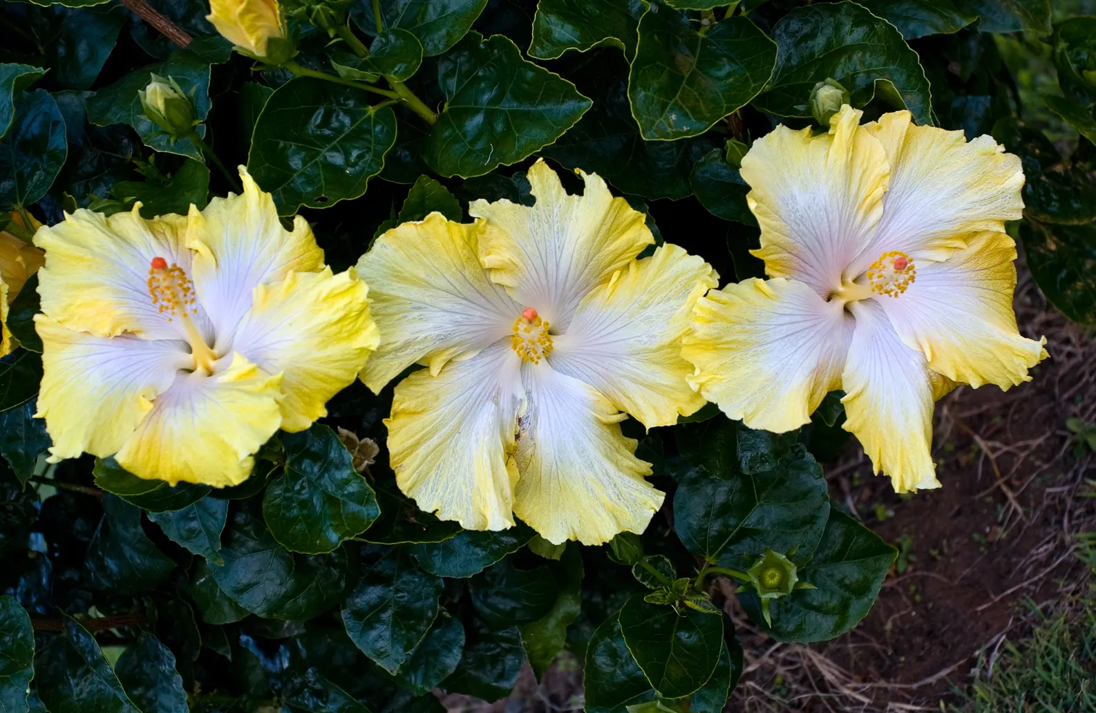 Blue Hibiscus (Alyogyne Huegelii) — It's drought-tolerant once established; is a striking addition to any landscape