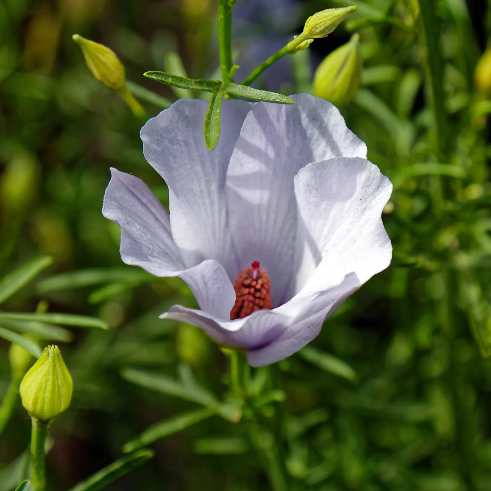 Blue Hibiscus (Alyogyne Huegelii) — purple-blue blossoms reminiscent of a true hibiscus; reaching a mature size of 5 to 8 feet in both height and, image 81