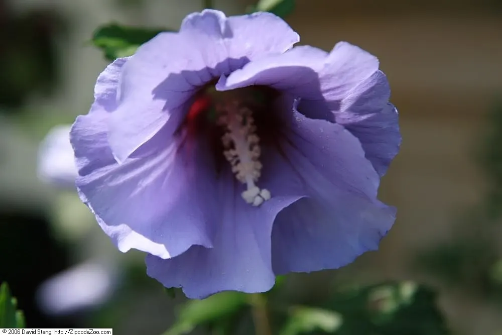 Blue Hibiscus (Alyogyne Huegelii) — Its lavender-blue flowers, spanning up to 4 inches across, bloom almost year-round; these characteristics make, image 51