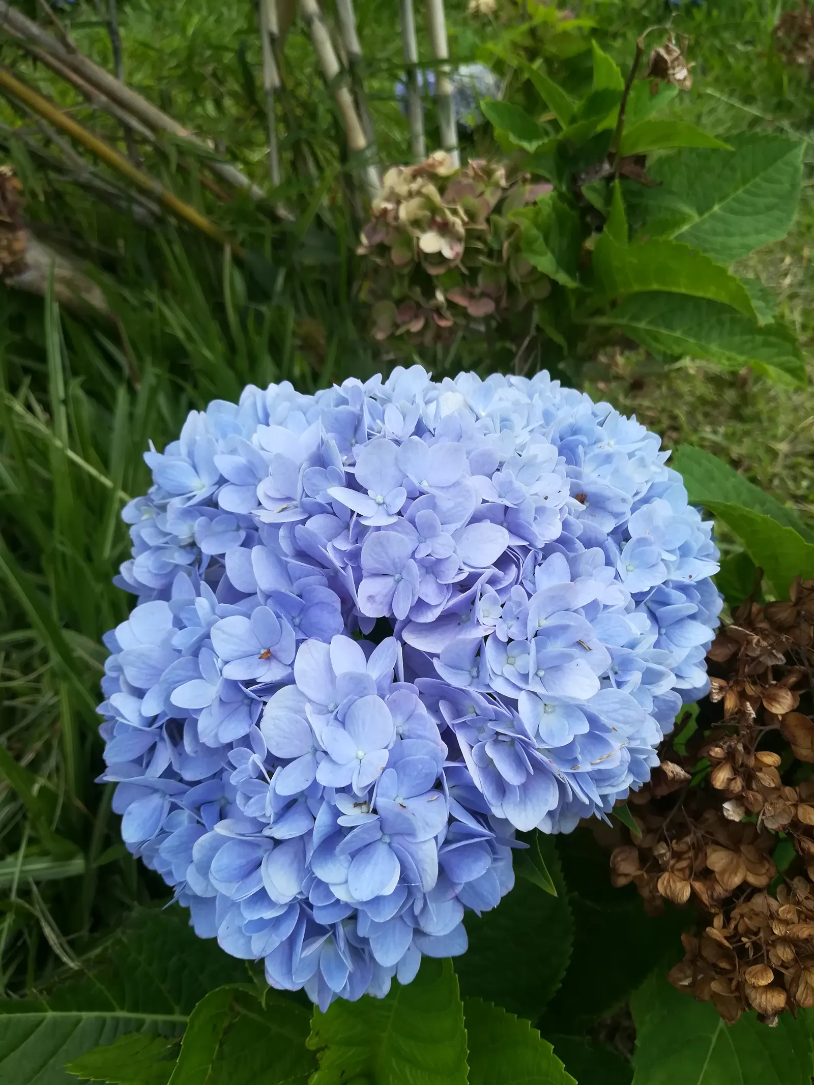Blue Hibiscus (Alyogyne Huegelii) — commonly referred to as the Blue Hibiscus