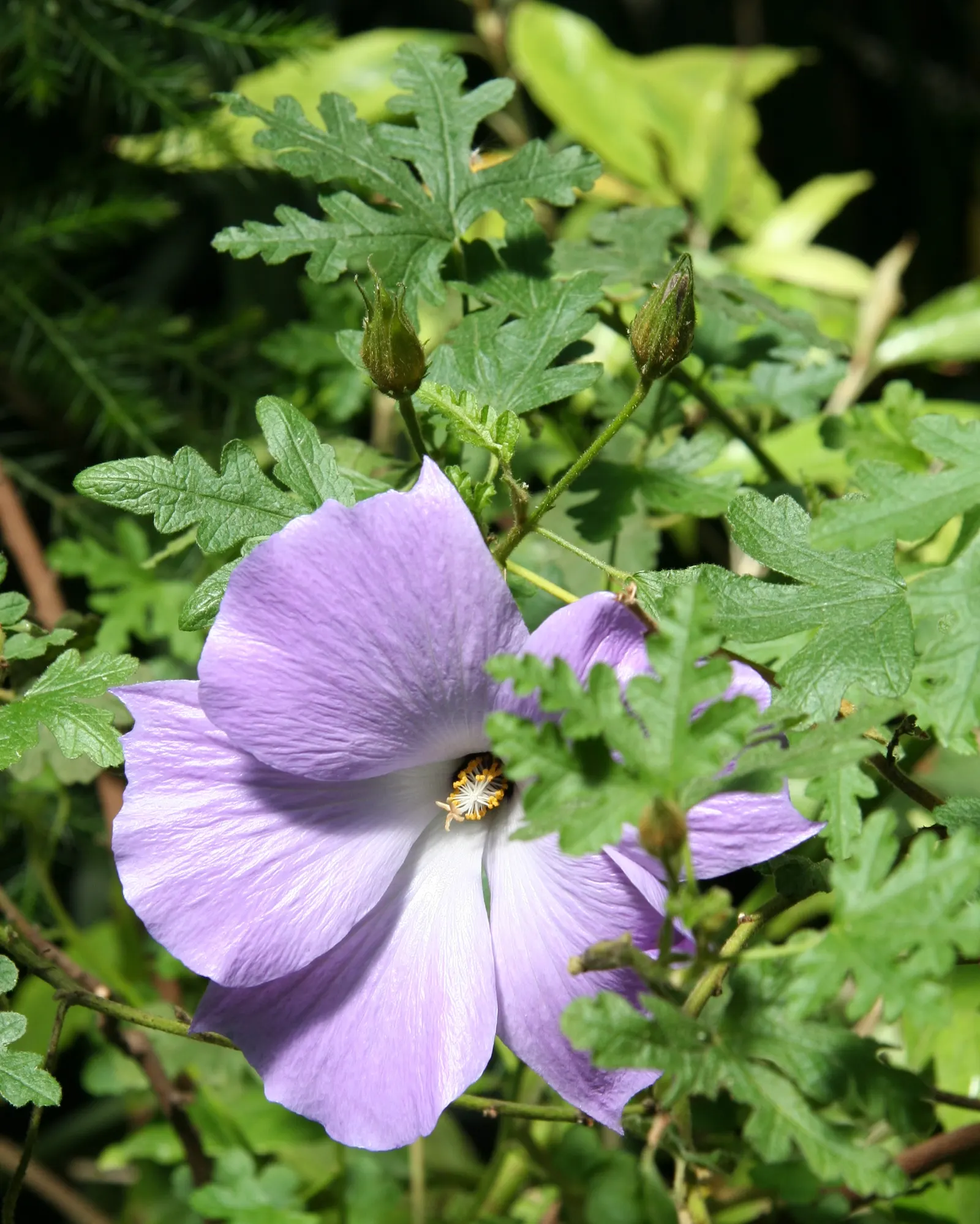 Blue Hibiscus (Alyogyne Huegelii) — making it ideal for water-wise gardens and adding vibrant color to borders and focal areas; reinforcing its, image 78
