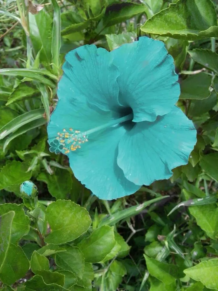 Blue Hibiscus (Alyogyne Huegelii) — These characteristics make it an ideal specimen plant or a colorful hedge; its lavender-blue flowers, spanning up to 4