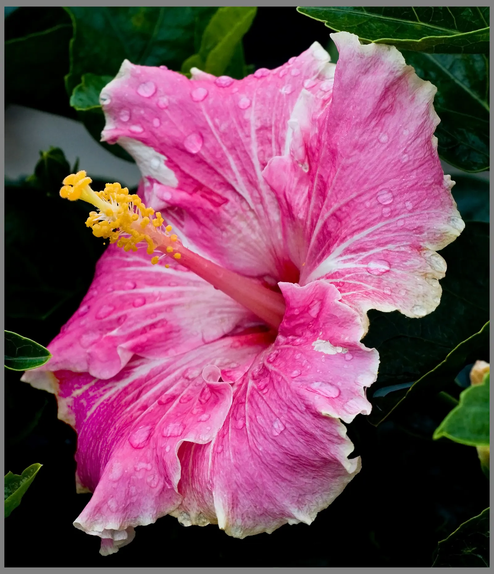 Blue Hibiscus (Alyogyne Huegelii) — It requires well-drained soil - whether sandy or loamy - though it can tolerate brief periods of wet soil