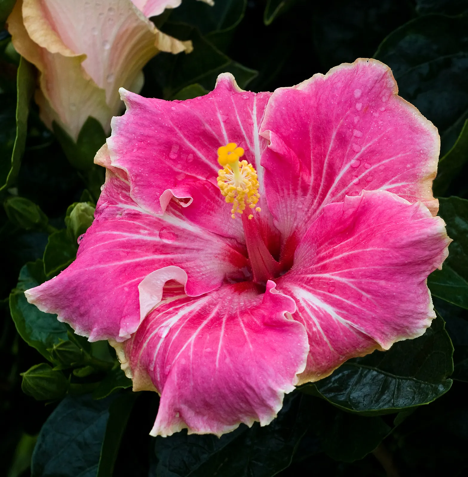 Blue Hibiscus (Alyogyne Huegelii) — The Blue Hibiscus is not only ornamental but is also relatively pest-free; which boast five delicate petals each, image 68