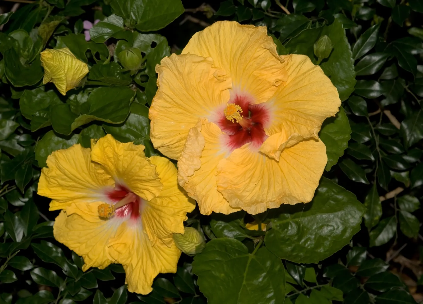 Blue Hibiscus (Alyogyne Huegelii) — further making it a low-fuss element in your garden design; shrub for full or half, image 69