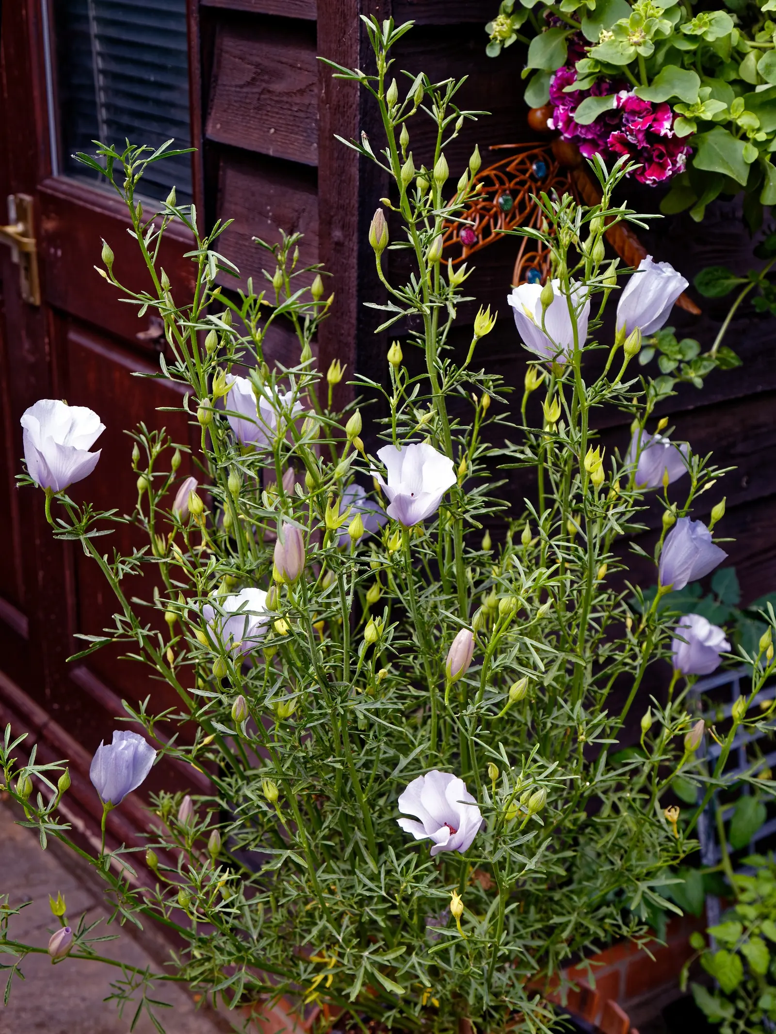 Blue Hibiscus (Alyogyne Huegelii) — As a fast-growing Australian native; and it can be pruned lightly after flowering to maintain a desired shape, image 82