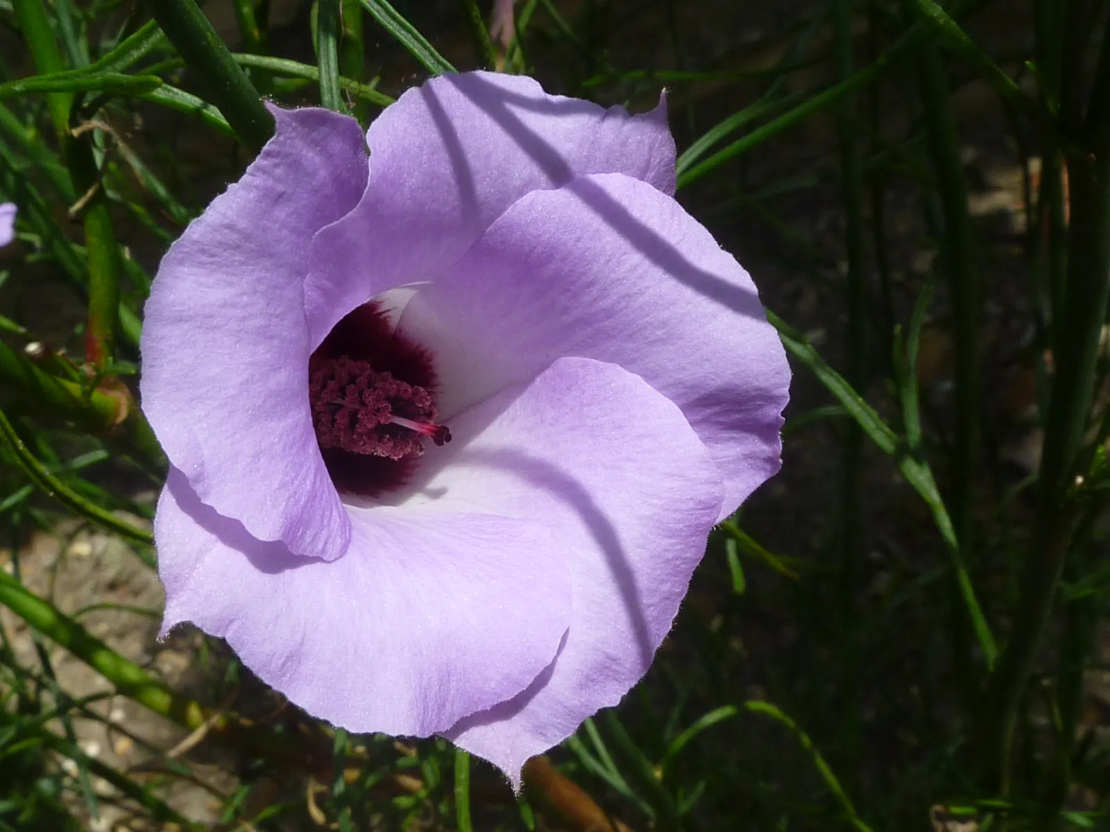 Blue Hibiscus (Alyogyne Huegelii) — As a fast-growing Australian native