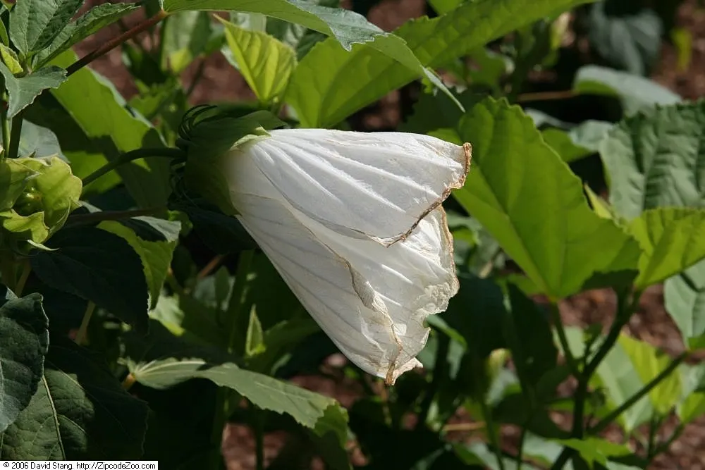 Blue Hibiscus (Alyogyne Huegelii) — As a fast-growing Australian native; and it can be pruned lightly after flowering to maintain a desired shape and size