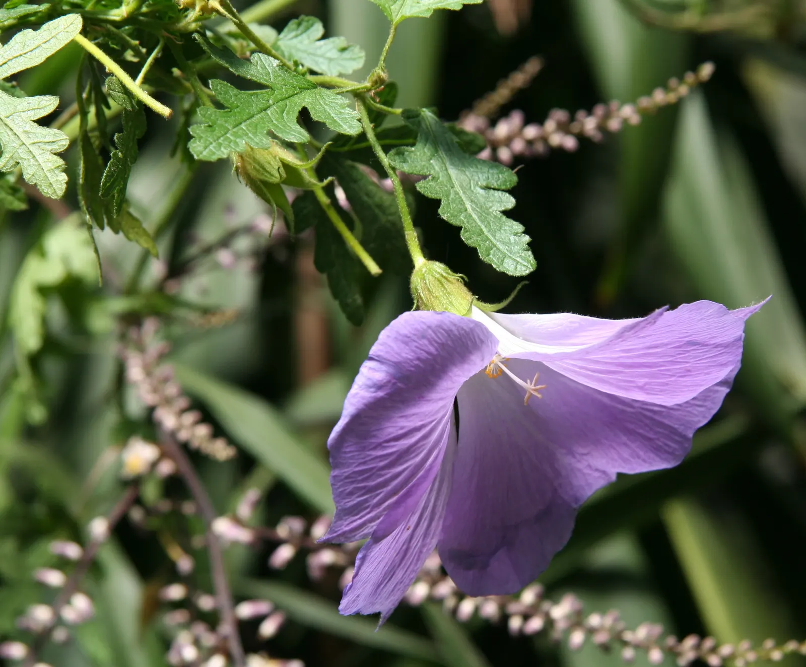 Blue Hibiscus (Alyogyne Huegelii) — Blue Hibiscus (Alyogyne huegelii) is a striking evergreen shrub native to Australia; the plant typically reaches 5-8 feet