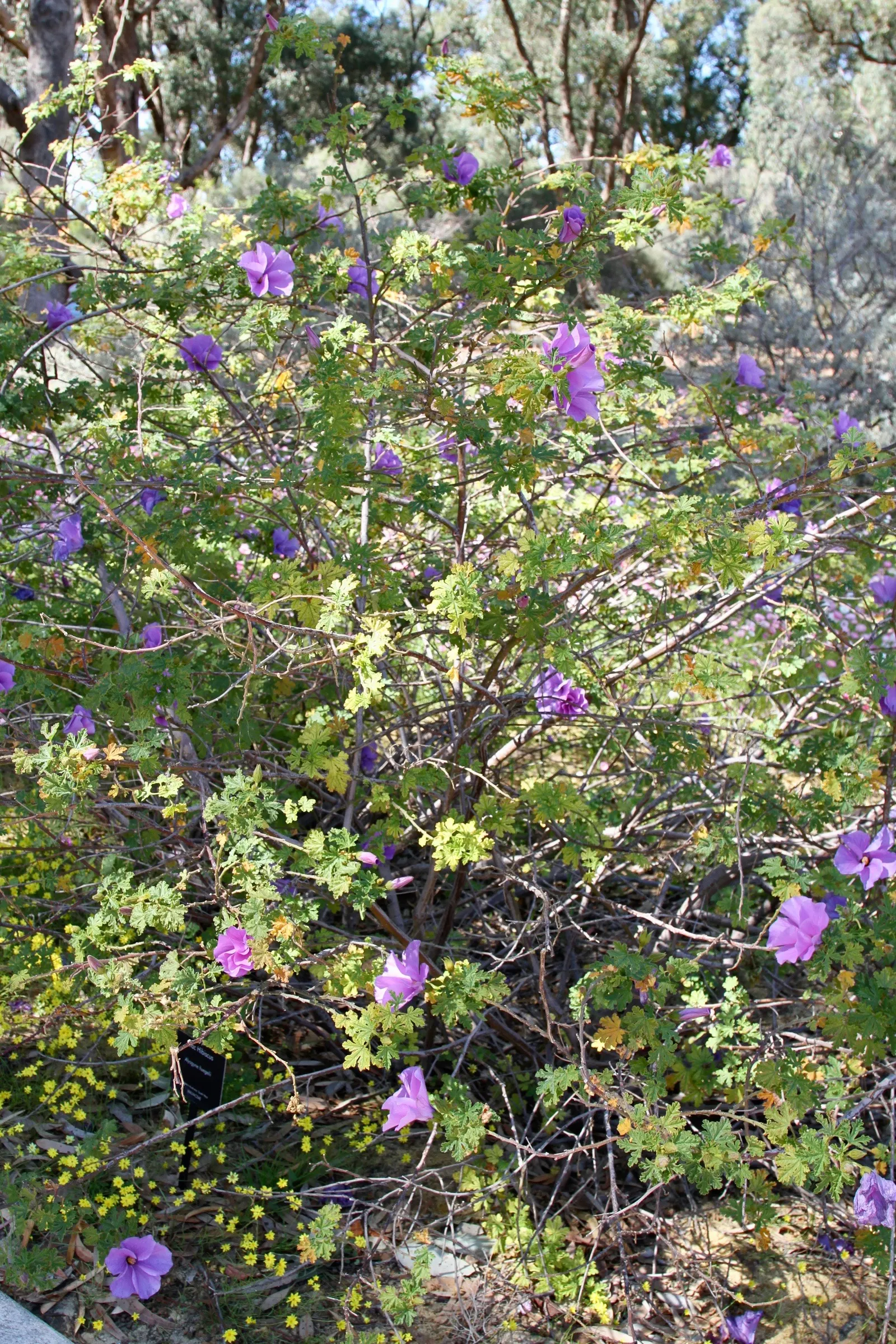 Blue Hibiscus (Alyogyne Huegelii) — commonly referred to as the Blue Hibiscus; blue and lavender and pink flowers in the garden, image 79