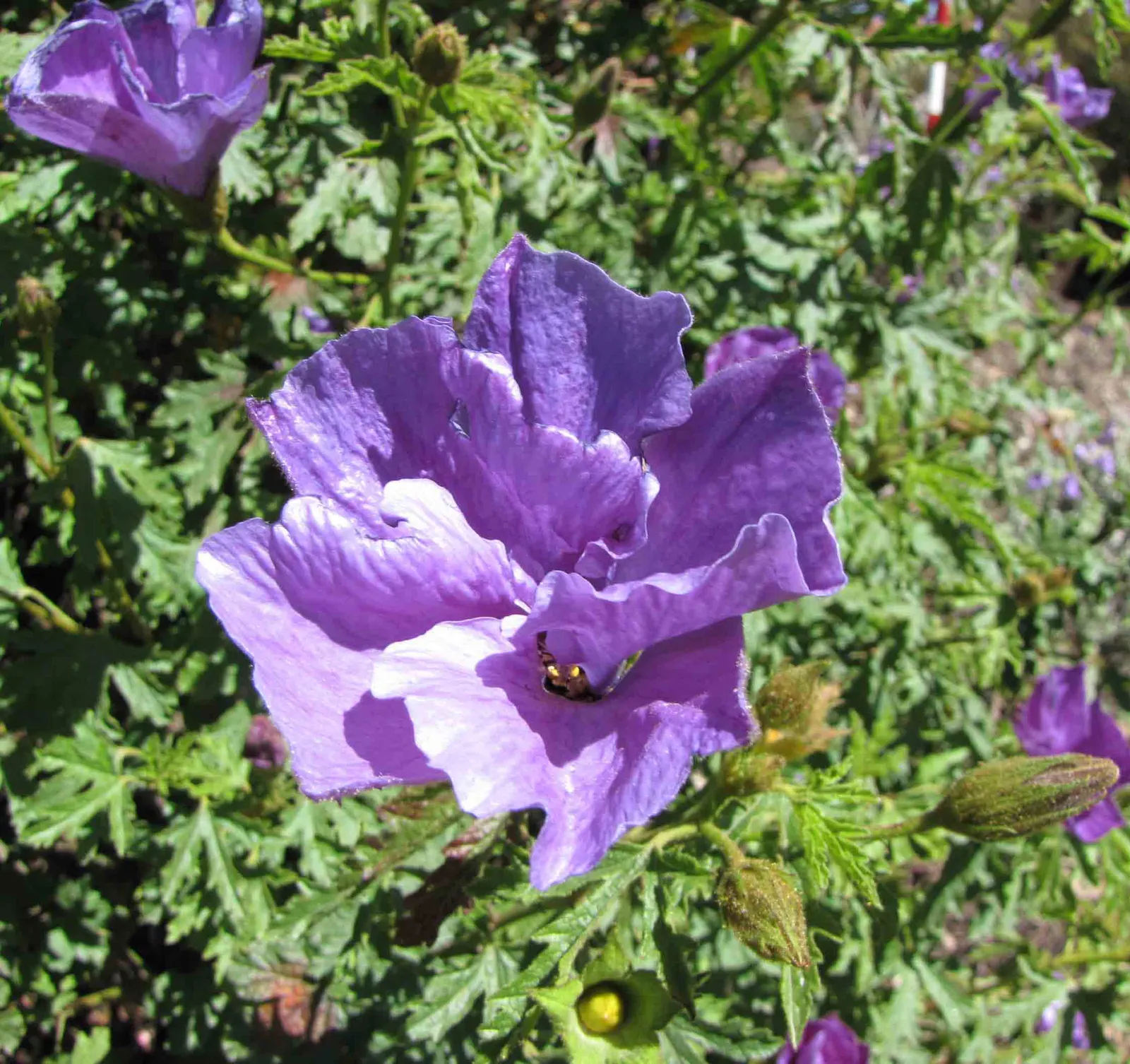 Blue Hibiscus (Alyogyne Huegelii) — and it can be pruned lightly after flowering to maintain a desired shape and size