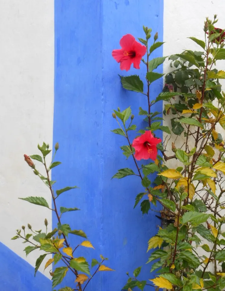 Blue Hibiscus (Alyogyne Huegelii) — making it ideal for water-wise gardens and adding vibrant color to borders and focal areas; reinforcing its
