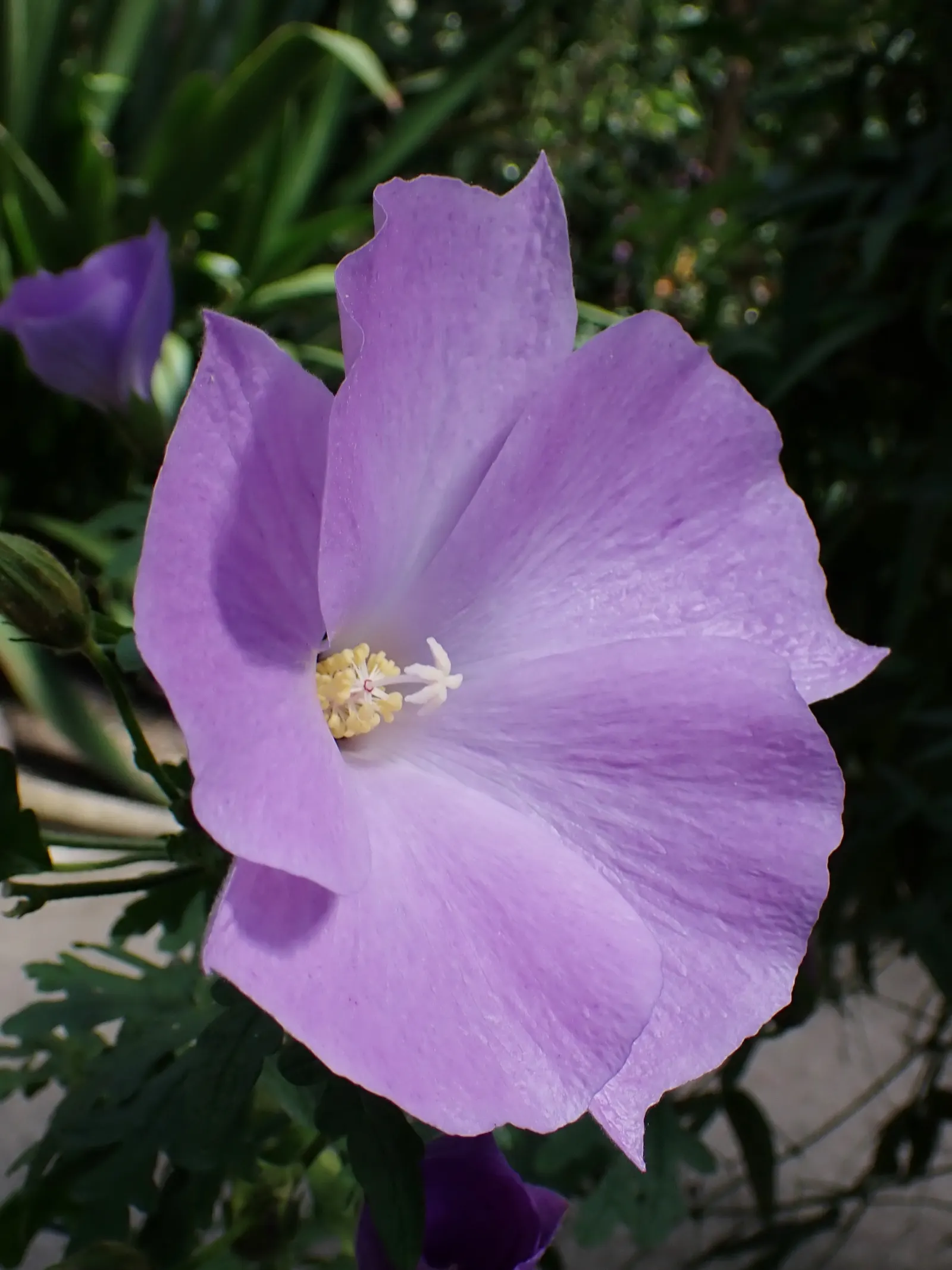 Blue Hibiscus (Alyogyne Huegelii) — Its lavender-blue flowers, spanning up to 4 inches across, bloom almost year-round; these characteristics make it an ideal