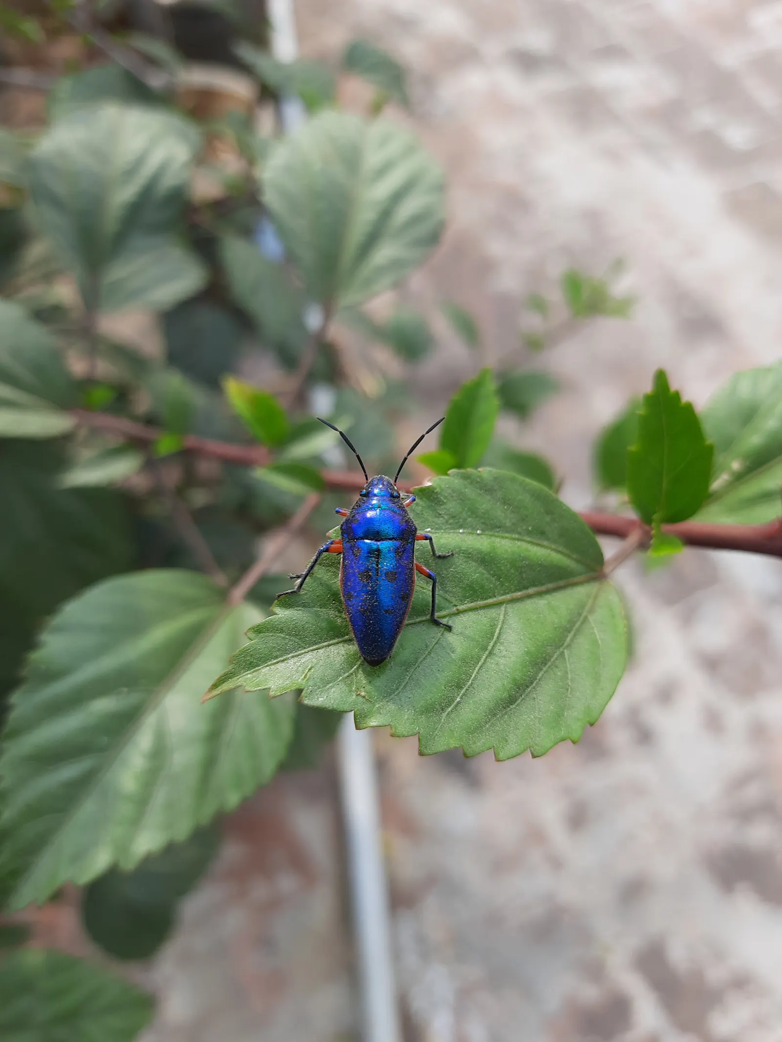 Blue Hibiscus (Alyogyne Huegelii) — The Blue Hibiscus is not only ornamental but is also relatively pest-free; which boast five delicate petals each