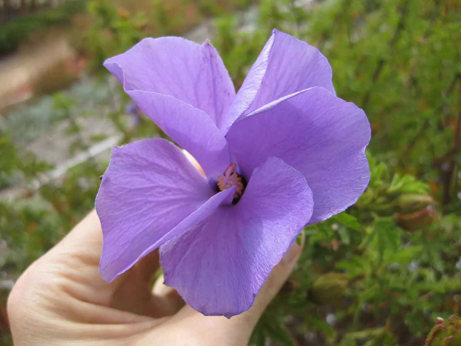 Blue Hibiscus (Alyogyne Huegelii) — The plant typically reaches 5-8 feet high and wide, preferring full sun and well-drained soil