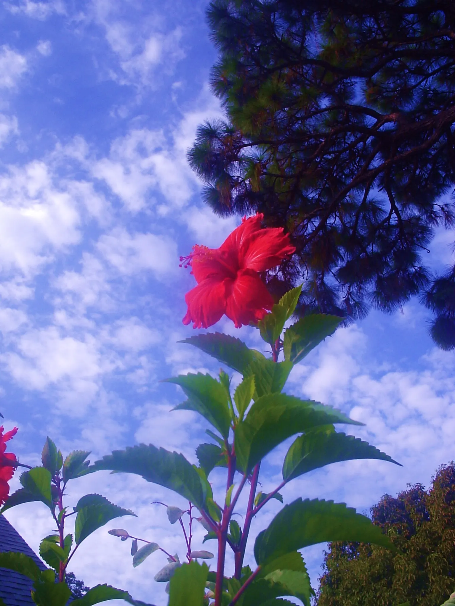 Blue Hibiscus (Alyogyne Huegelii) — This resilient shrub prefers a full sun exposure; provides a pleasing contrast against the soft-textured flowers, image 61