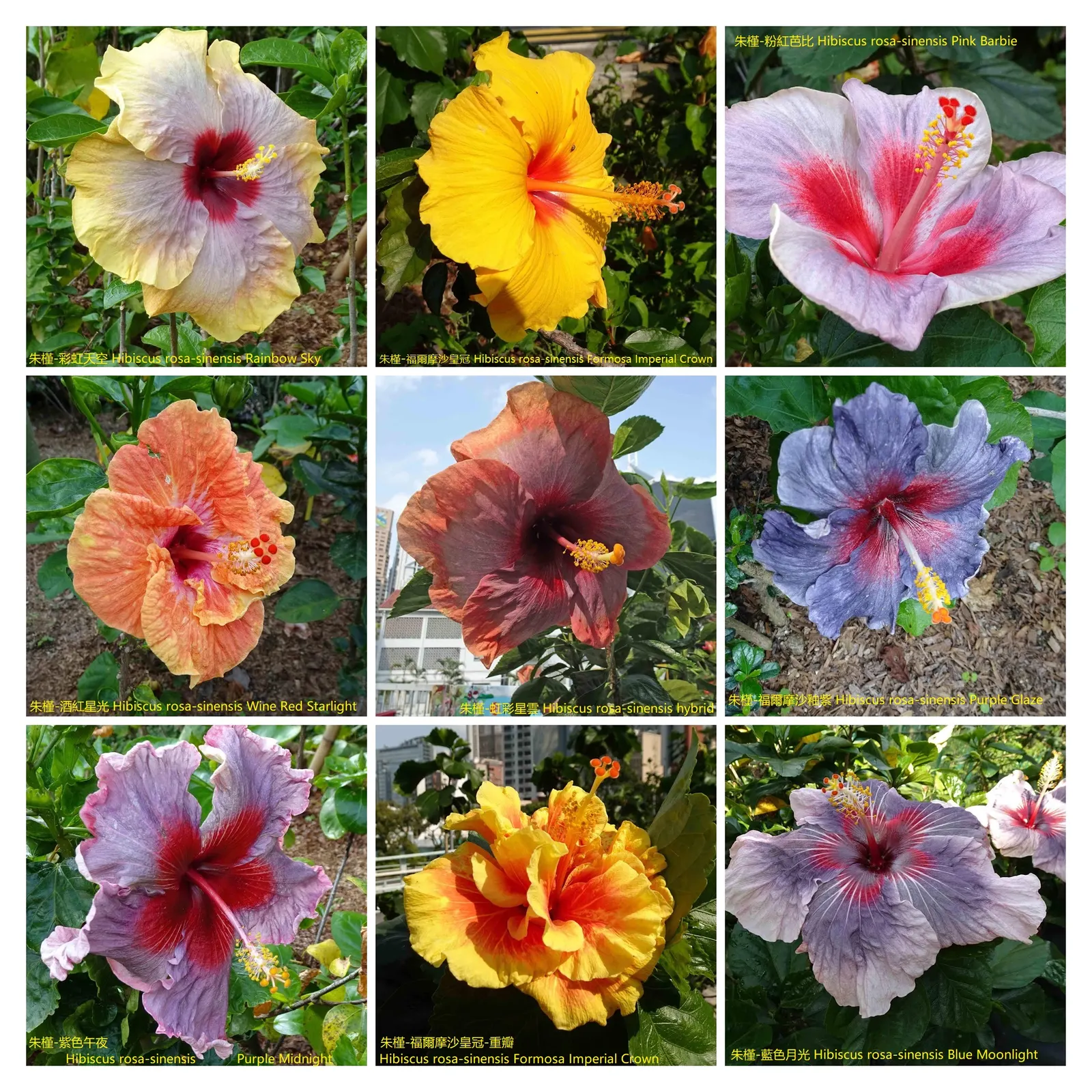 Blue Hibiscus (Alyogyne Huegelii) — It's drought-tolerant once established