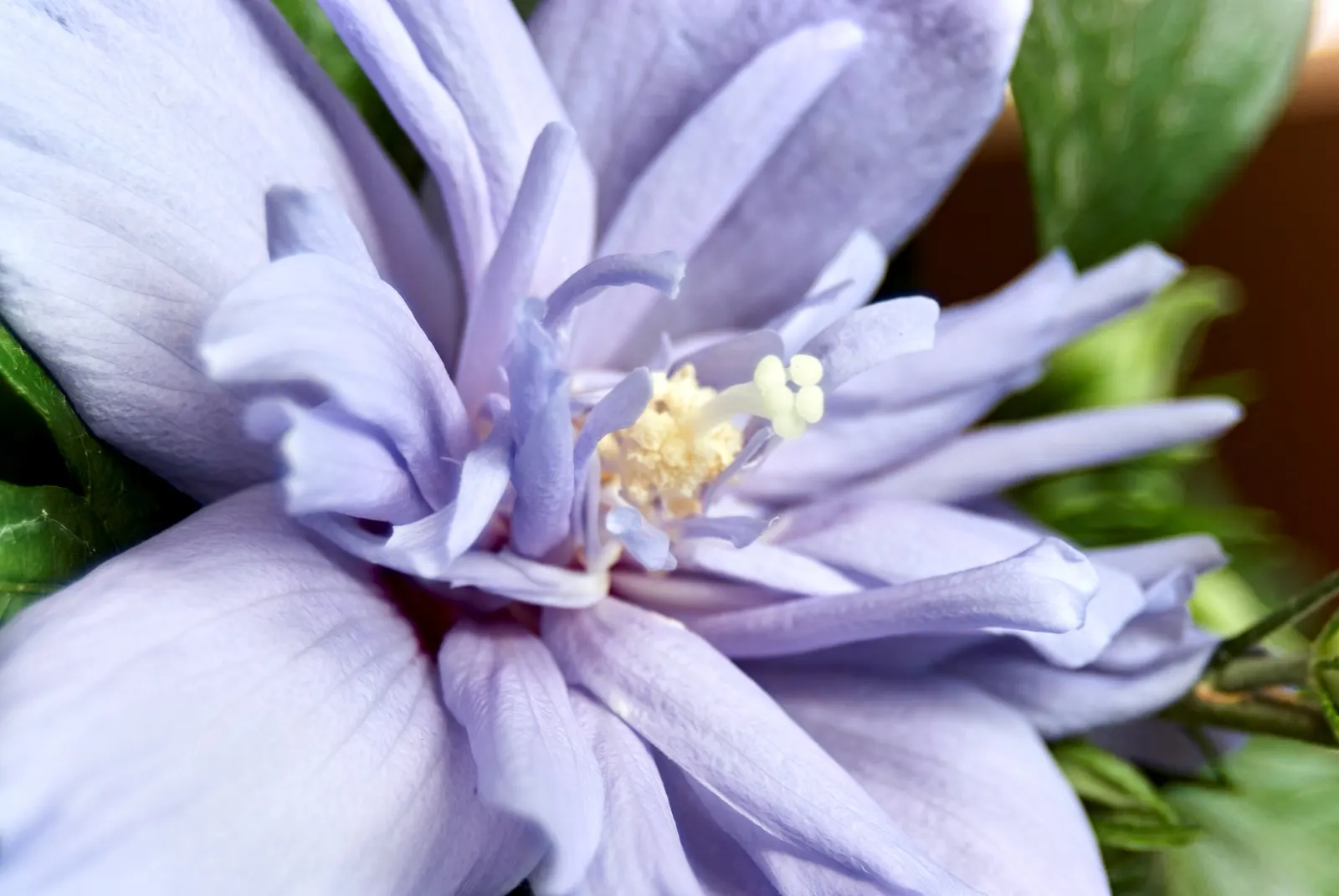 Blue Hibiscus (Alyogyne Huegelii) — is a striking addition to any landscape; it's drought-tolerant once established