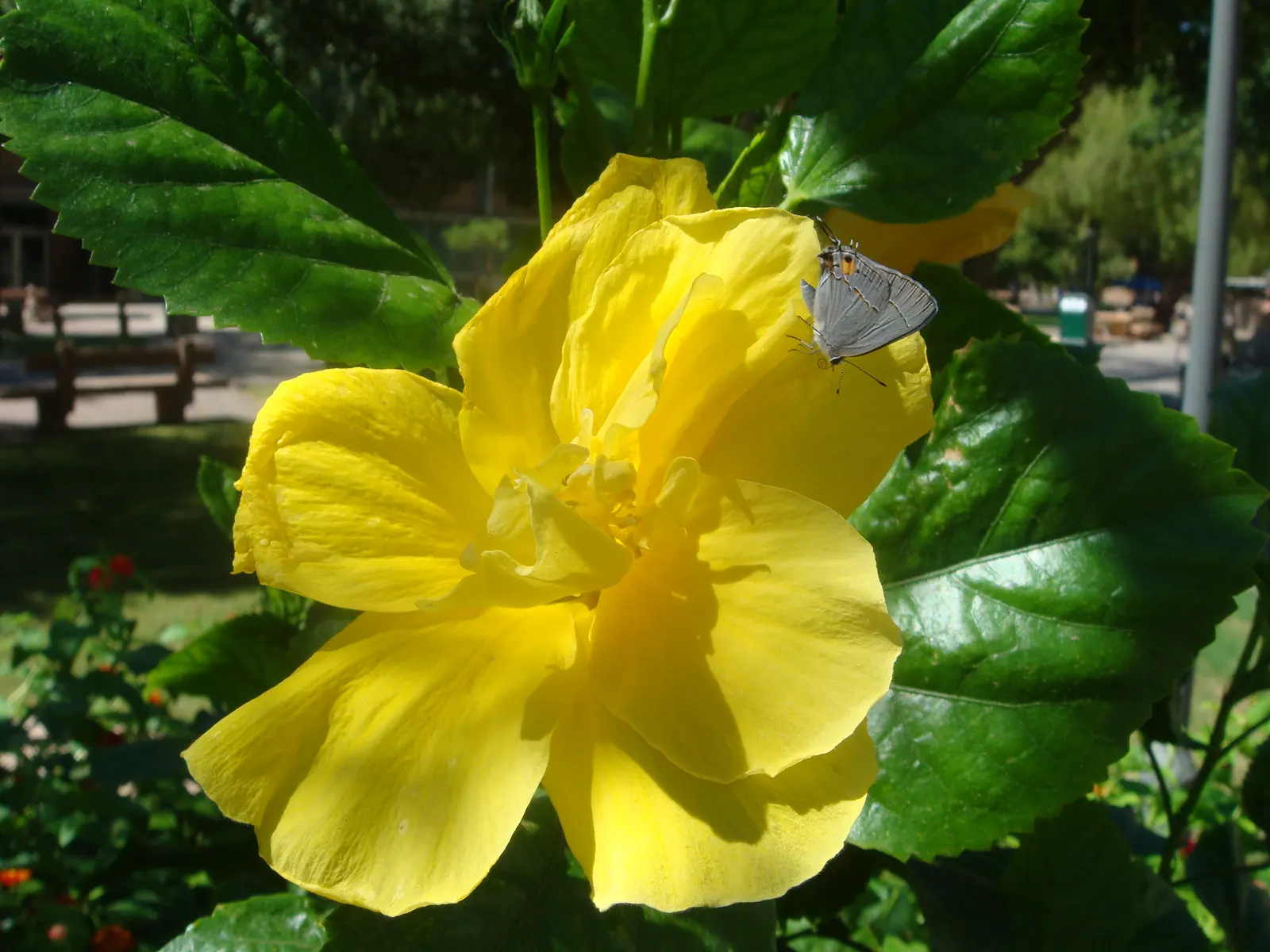 Blue Hibiscus (Alyogyne Huegelii) — which boast five delicate petals each