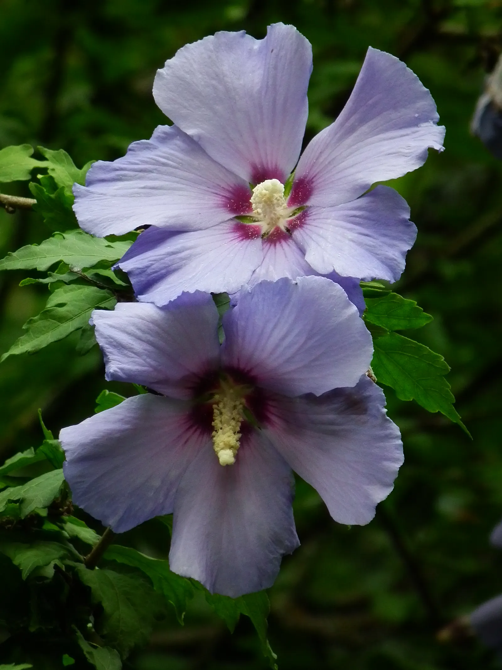 Blue Hibiscus (Alyogyne Huegelii) — Blue Hibiscus (Alyogyne huegelii) is a striking evergreen shrub native to Australia; the plant typically, image 73