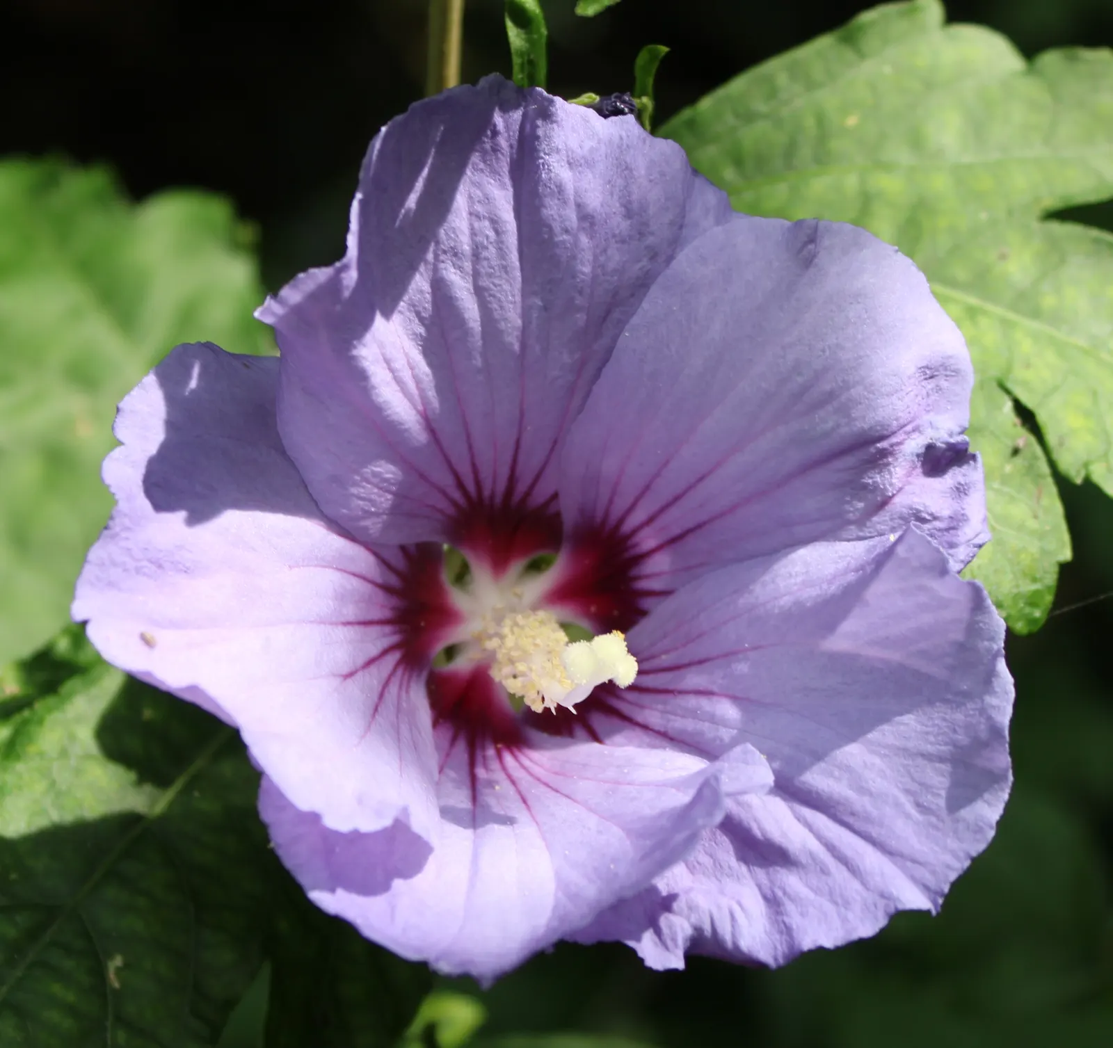 Blue Hibiscus (Alyogyne Huegelii) — reaching a mature size of 5 to 8 feet in both height and spread; purple-blue blossoms reminiscent of a true, image 60