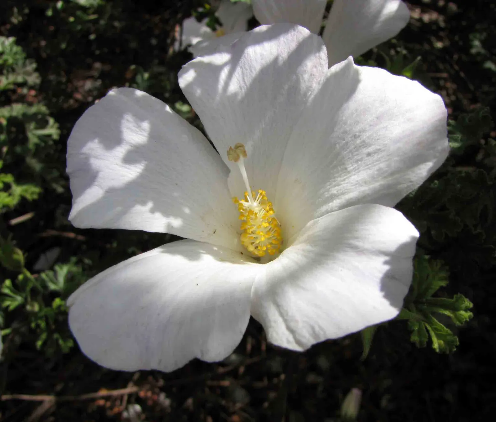 Blue Hibiscus (Alyogyne Huegelii) — shrub for full or half