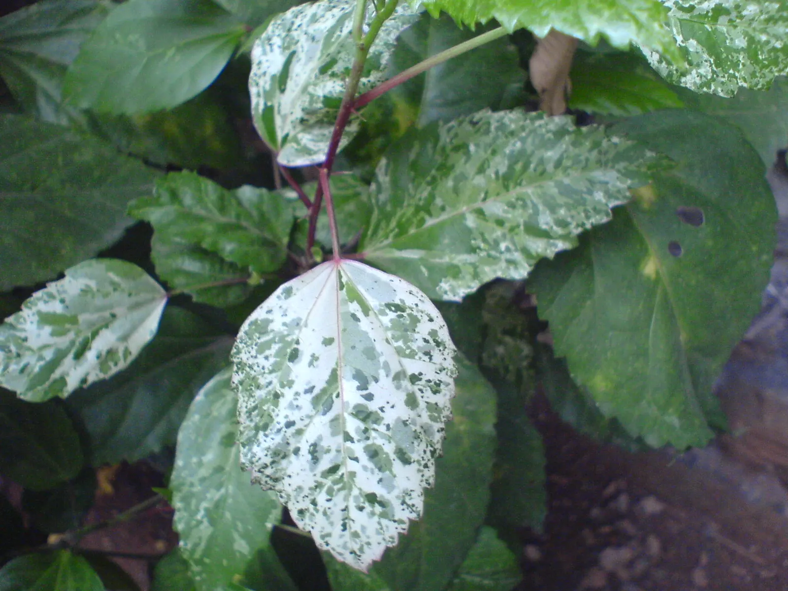 Blue Hibiscus (Alyogyne Huegelii) — further making it a low-fuss element in your garden design