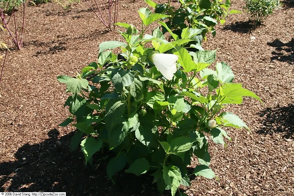Blue Hibiscus (Alyogyne Huegelii) — and it can be pruned lightly after flowering to maintain a desired shape and size; as a fast-growing Australian native