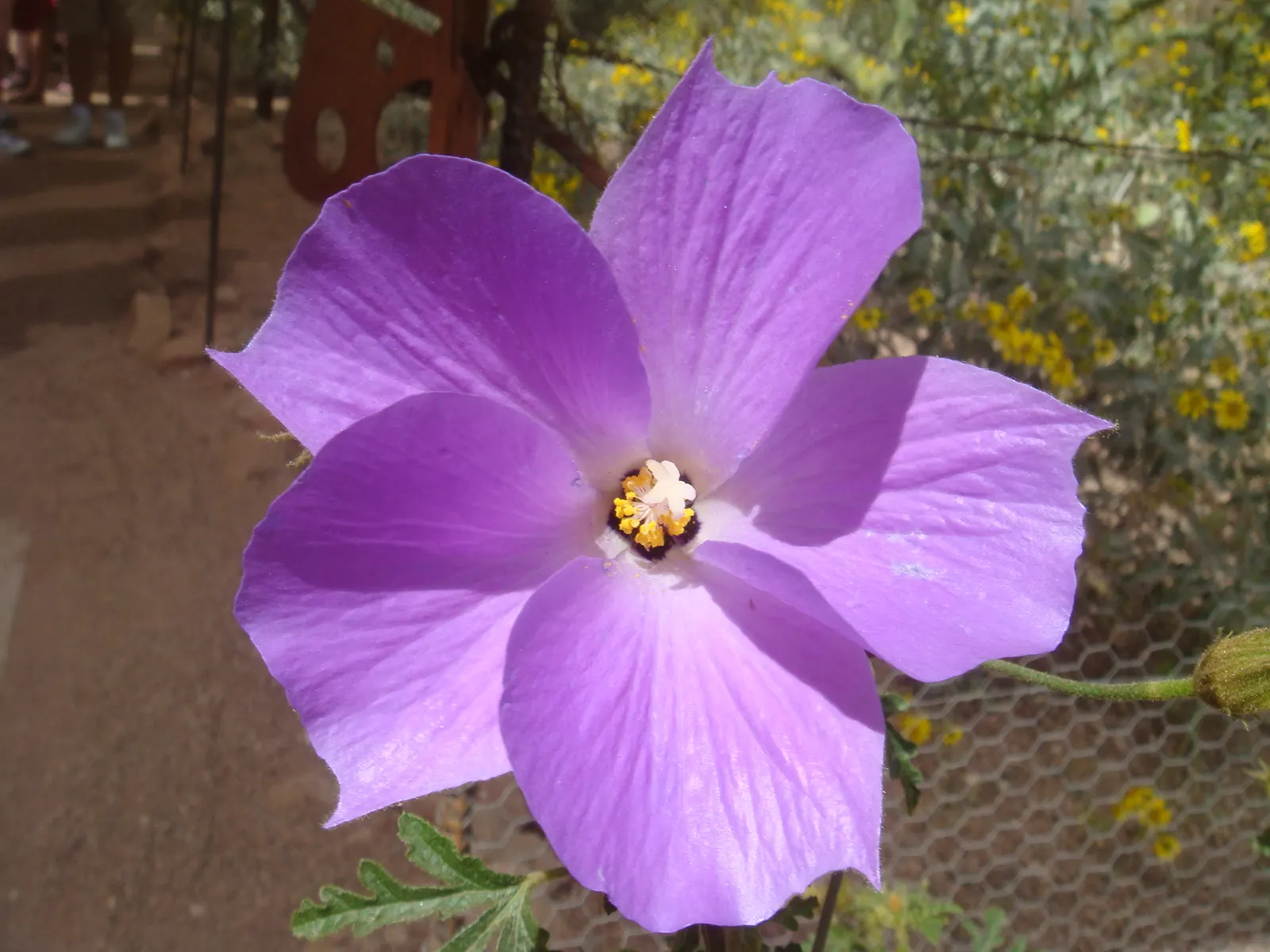 Blue Hibiscus (Alyogyne Huegelii) — Its lavender-blue flowers, spanning up to 4 inches across, bloom almost year-round