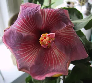 Blue Hibiscus (Alyogyne Huegelii) — renowned for its prolific blossoms resembling true hibiscus; it flourishes in USDA hardiness zones 9 to 11, image 74