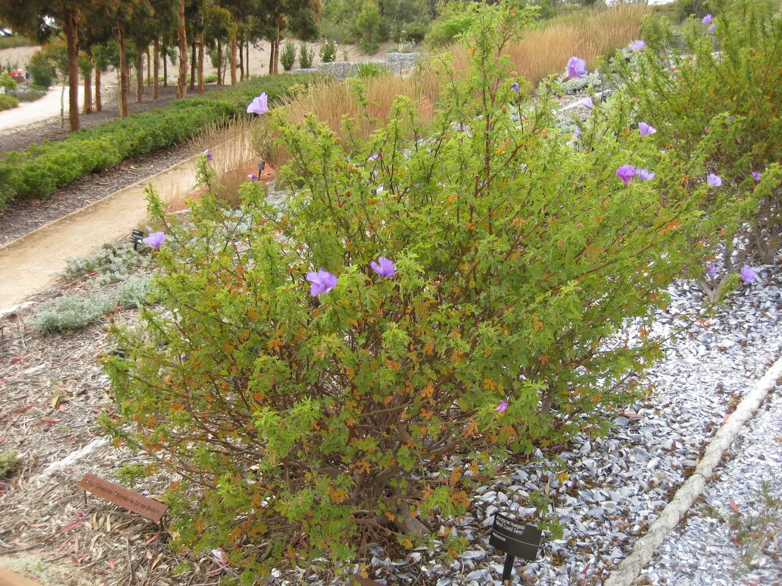 Blue Hibiscus (Alyogyne Huegelii) — it flourishes in USDA hardiness zones 9 to 11; renowned for its prolific blossoms resembling true hibiscus, image 83