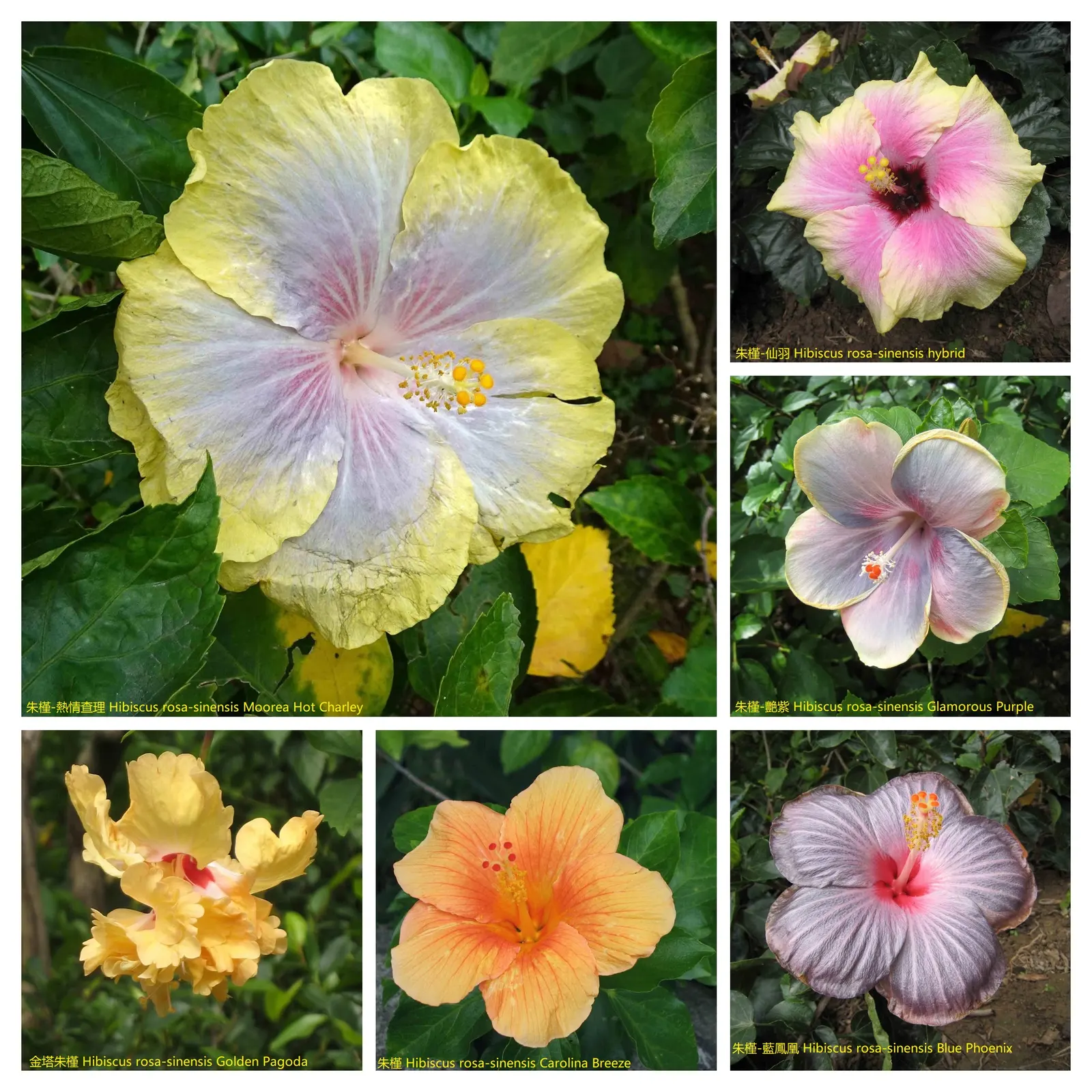 Blue Hibiscus (Alyogyne Huegelii) — renowned for its prolific blossoms resembling true hibiscus