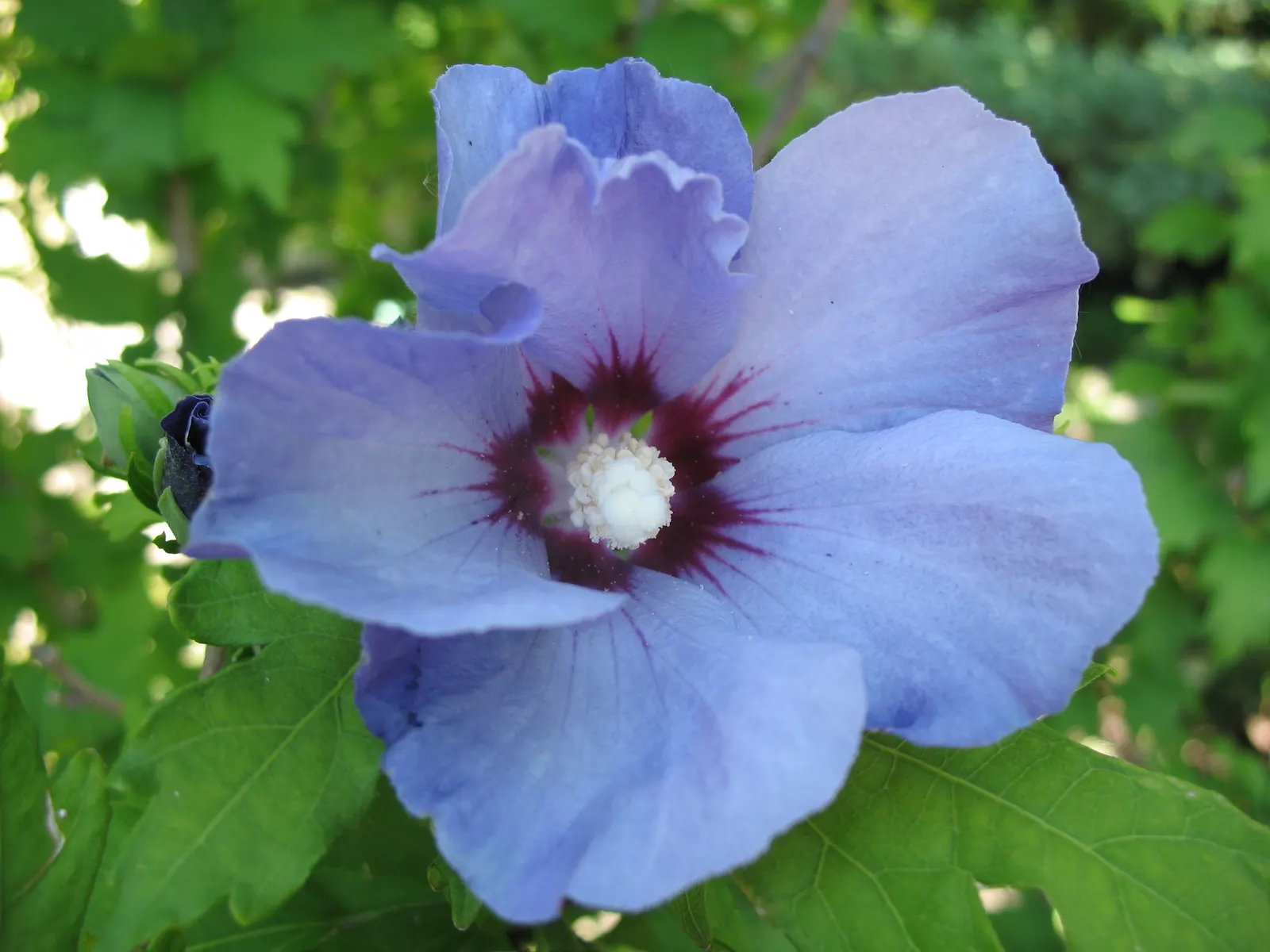 Blue Hibiscus (Alyogyne Huegelii) — shrub with blue and lavender and pink blooms; it requires well-drained soil - whether sandy or loamy - though, image 71