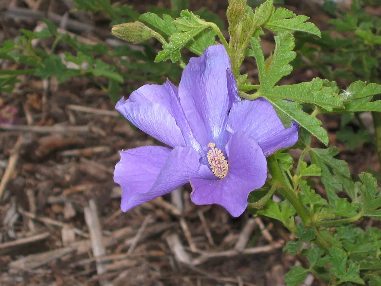 Blue Hibiscus (Alyogyne Huegelii) — These characteristics make it an ideal specimen plant or a colorful hedge