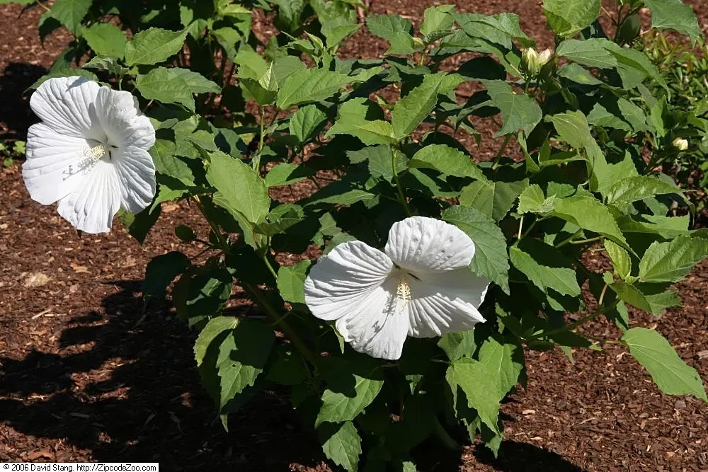Blue Hibiscus (Alyogyne Huegelii) — reinforcing its drought-tolerant qualities.<br><br>Foliage