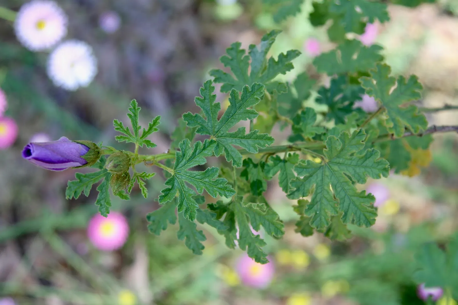 Blue Hibiscus (Alyogyne Huegelii) — reaching a mature size of 5 to 8 feet in both height and spread