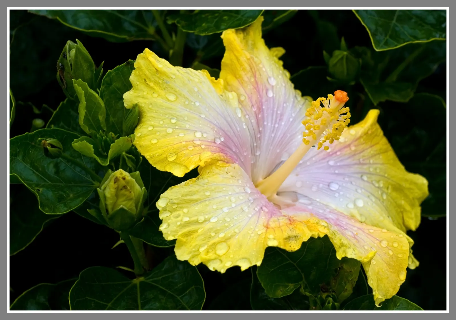 Blue Hibiscus (Alyogyne Huegelii) — renowned for its prolific blossoms resembling true hibiscus; it flourishes in USDA hardiness zones 9 to 11