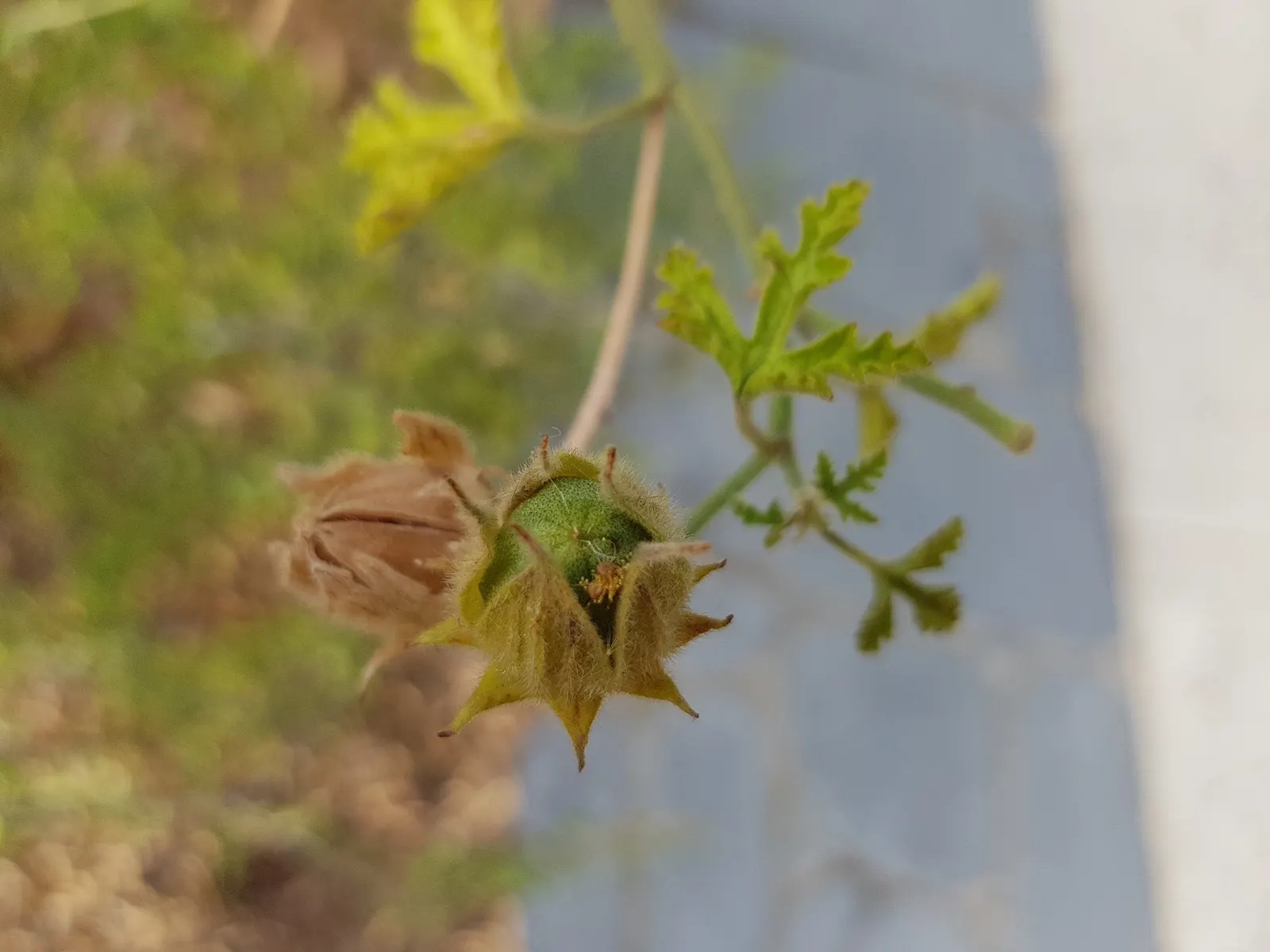 Blue Hibiscus (Alyogyne Huegelii) — is a striking addition to any landscape; it's drought-tolerant once established, image 80
