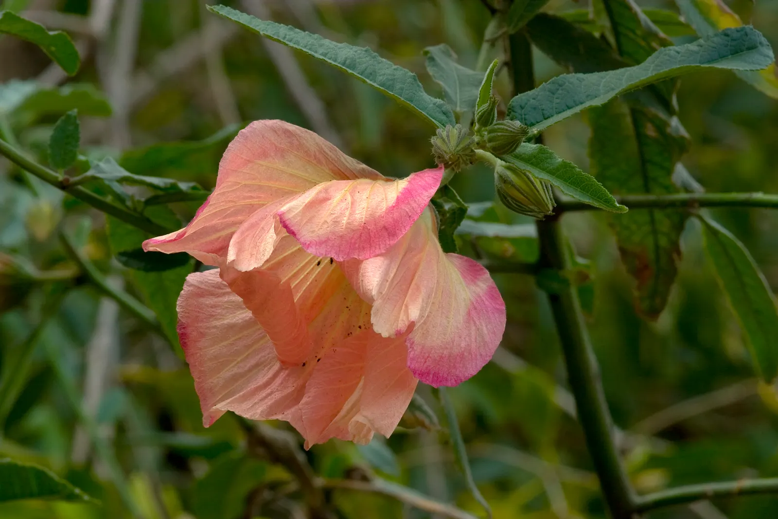 Blue Hibiscus (Alyogyne Huegelii) — The plant typically reaches 5-8 feet high and wide, preferring full sun and well-drained soil; blue Hibiscus (Alyogyne