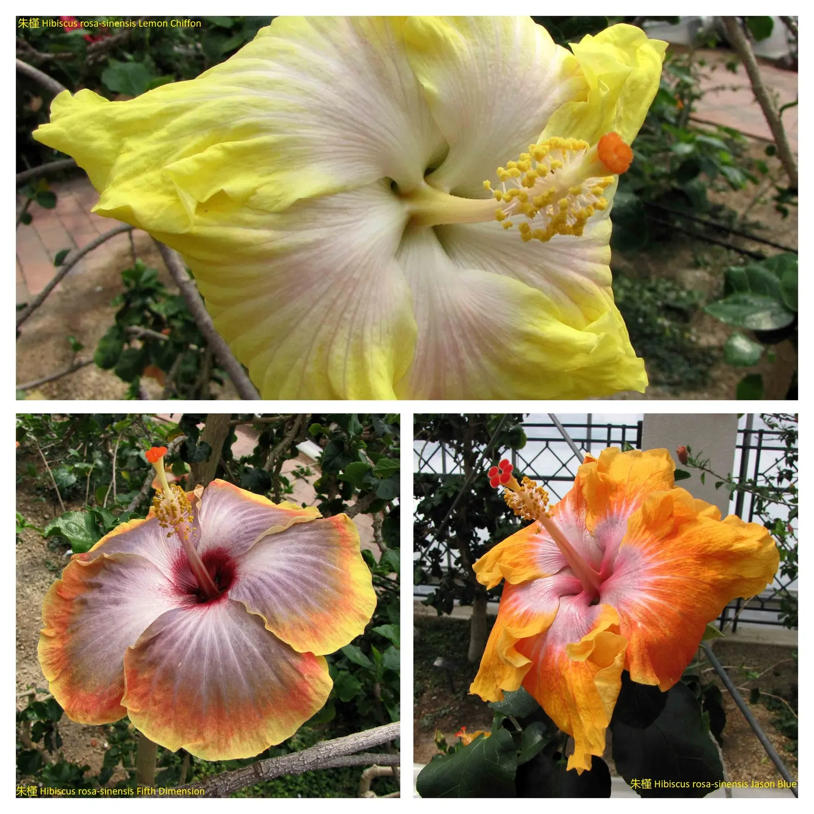 Blue Hibiscus (Alyogyne Huegelii) — shrub for full or half; further making it a low-fuss element in your garden design, image 72